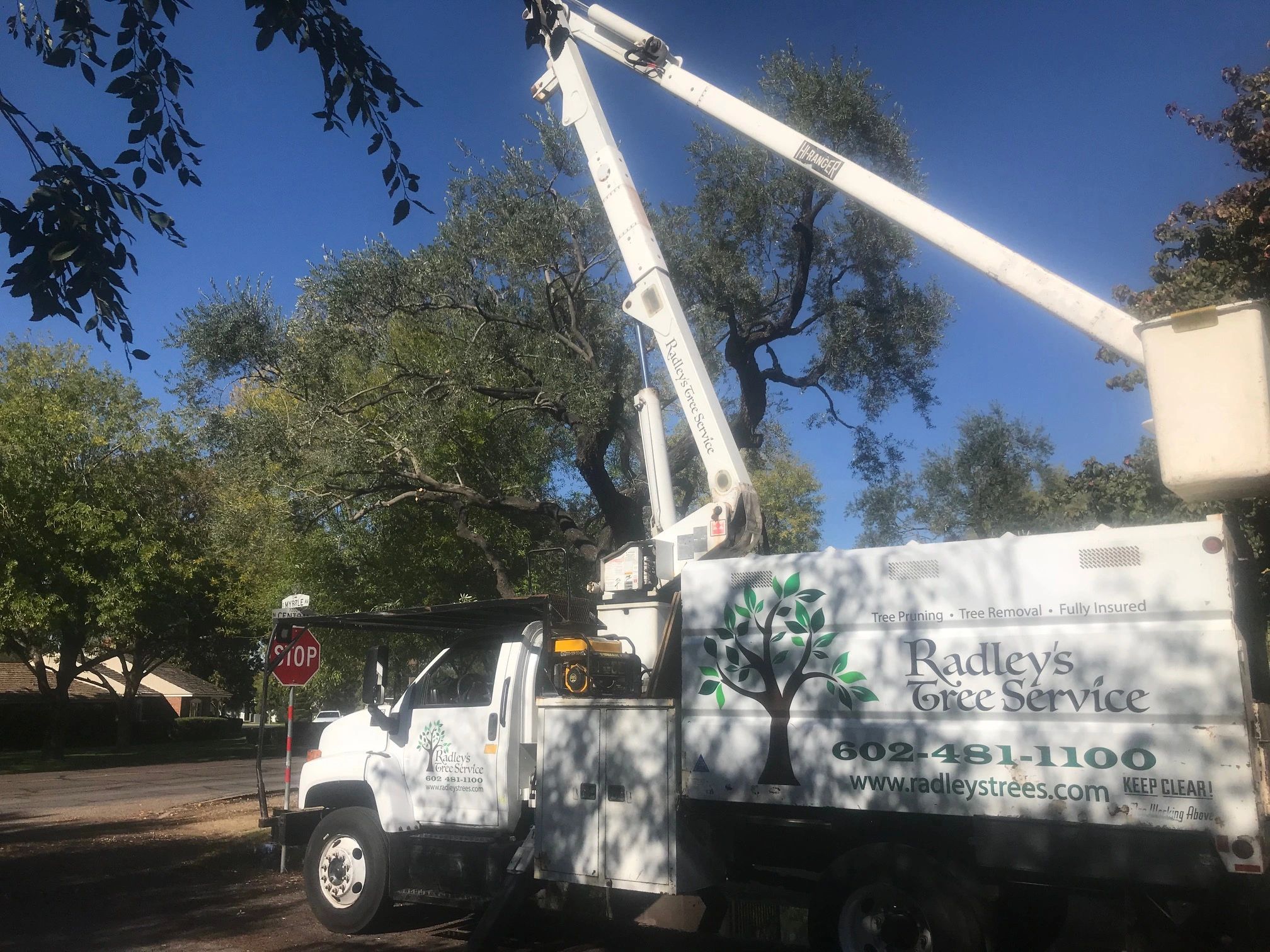 Radley's Trees Best Tree Service in Arizona Phoenix, Arizona